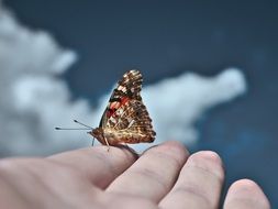 lovely red Butterfly