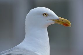 profile picture of a seagull