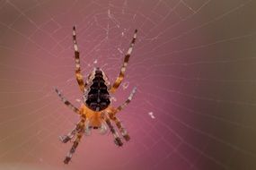 garden spider on its cobweb close-up on blurred background