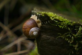 the land snail in the forest