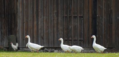 Geese Theater