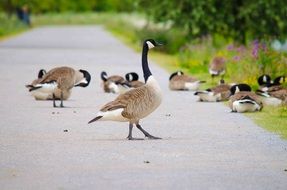 wild geese on the road