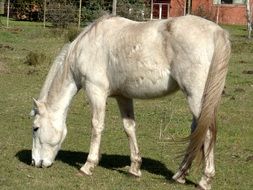 white horse grazing on lawn