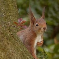 Squirrel Sciurus behind a tree