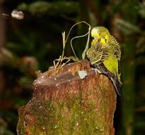 yellow parrot on a stump