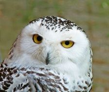 portrait of exceptional Snowy Owl