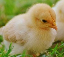 cute yellow chicken