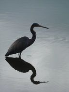 heron reflection on river