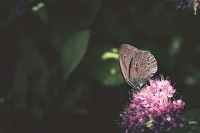 butterfly on a lilac flower