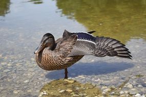 Poultry duck on a lake