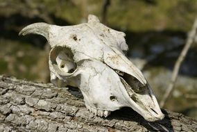 sheep skull on a tree trunk