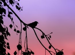 silhouette of a small bird on a branch on a background of pink sunset