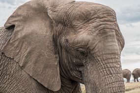 African elephant in the background of the sky