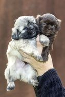 two cute Shih Tzu puppies in the hands of a man