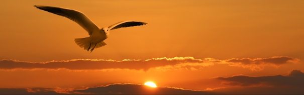 seagull in flight over orange sunset