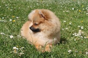 Miniature Dog Spitz