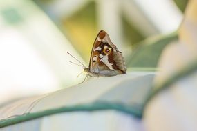 brown moth close up