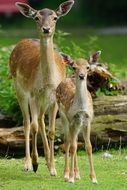 fallow deer with a young deer