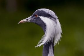 Head of the demoiselle crane