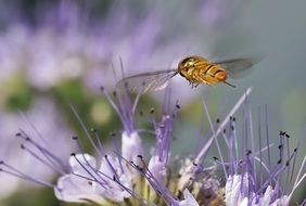 bee flies over a purple flower