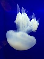 jellyfish in the blue sea