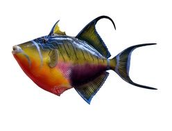 multi-colored fish trigger