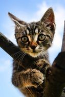 cute kitten staring from top