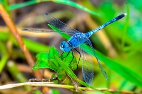 Blue Dragonfly sitting on a green plant