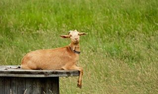 brown goat on a background of green meadow