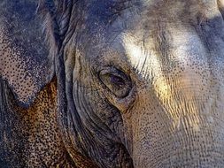 wild elephant head close up