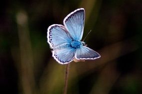 blue butterfly on a thin stem of a plant