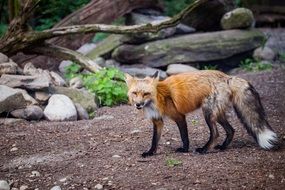 wild fox in the forest