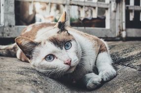 beautiful Cat Feline