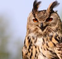 Eurasian eagle owl close up