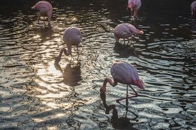 lovely Flamingos in the water at sunset