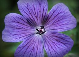 beautiful purple cranesbill flower in the open form at blurred background