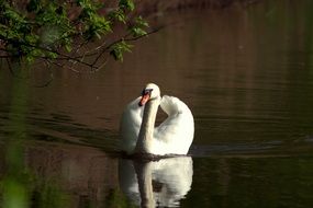 swimming white swan on pond