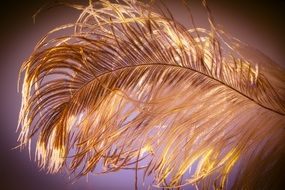 golden ostrich feather