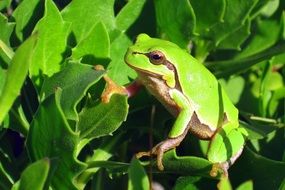 zabka Frog