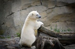 white polar bear near the cliff