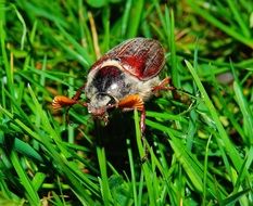 beetle on green grass close-up on blurred background