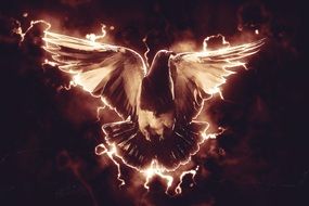 fire dove at dark background