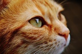 red cat with blue eyes on a black background