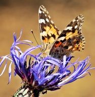 beatuful butterfly on the cornflower