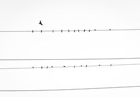 Birds on power Lines, black and white