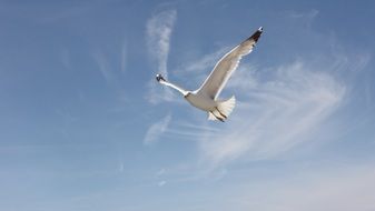 Seagull and blue sky