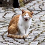 Domestic cat with open mouth