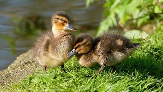 Ducklings on the green grass on the shore