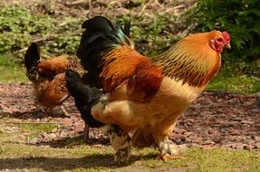 domestic chickens in nature