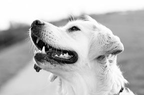 black and white photo of a golden retriever